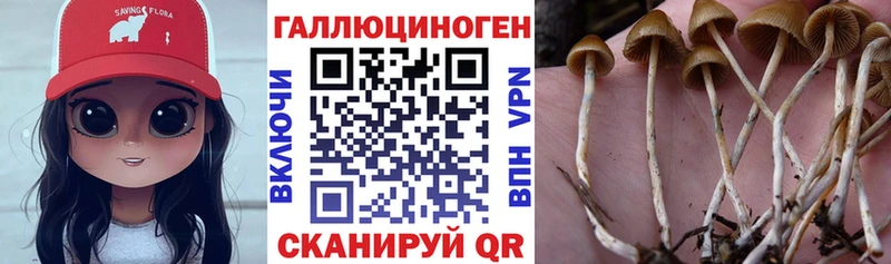 Псилоцибиновые грибы Psilocybe  Приморск 